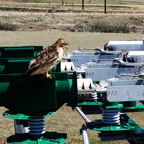 Greenjacket wildlife